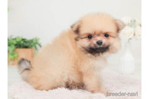 成約済の千葉県のポメラニアン-207873の3枚目